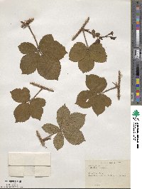 Rubus hispidus image