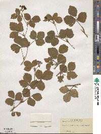 Rubus hispidus image