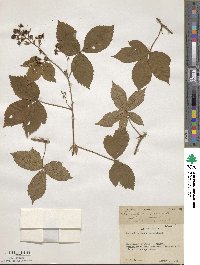 Rubus hispidus image