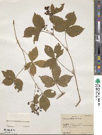 Rubus hispidus image