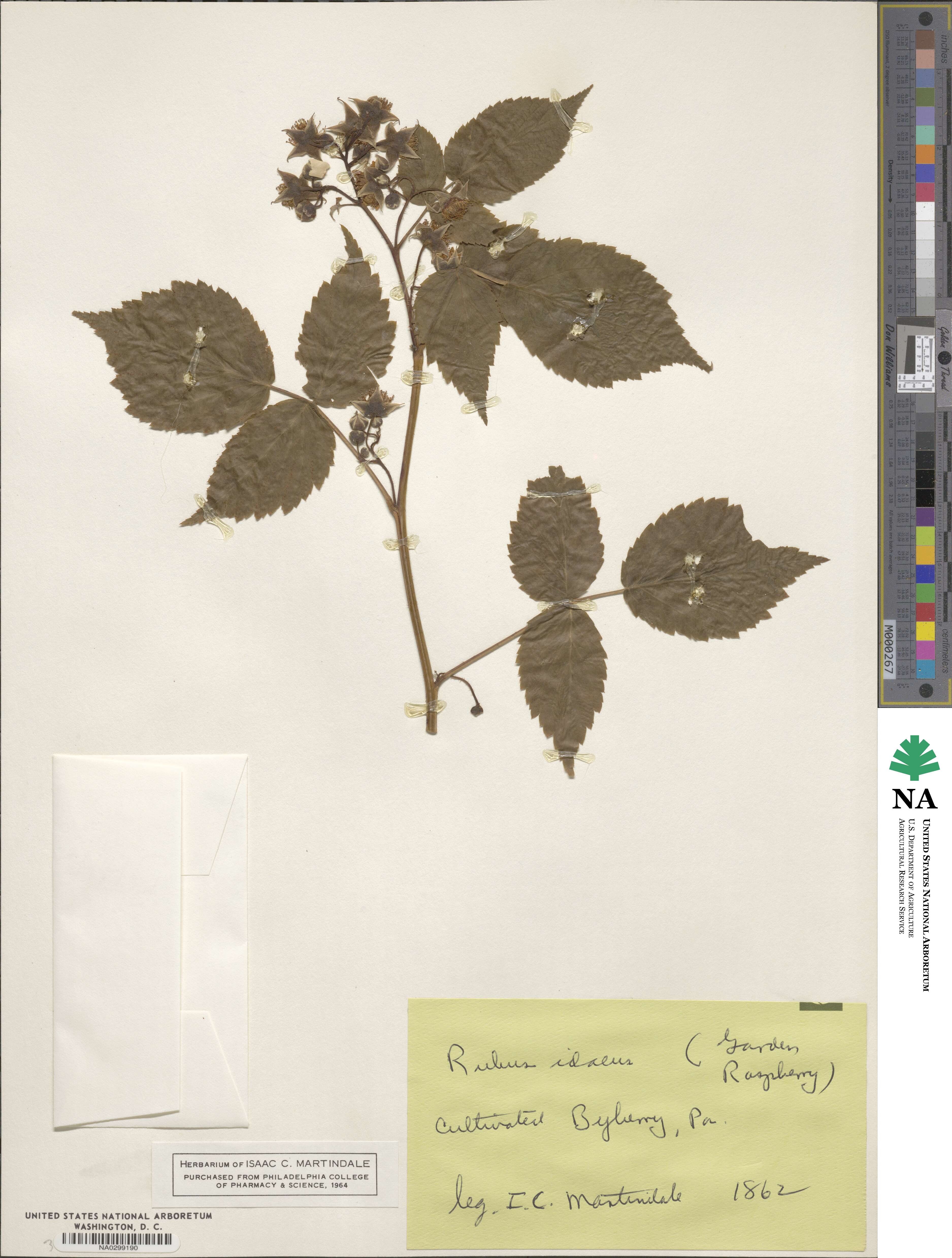 Rubus idaeus image