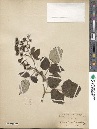 Rubus idaeus image