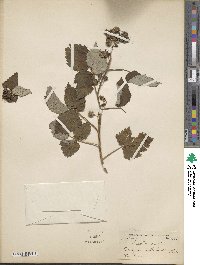 Rubus idaeus image