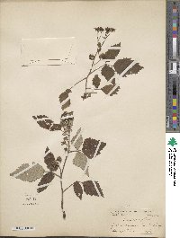 Rubus idaeus image