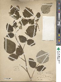 Rubus idaeus image