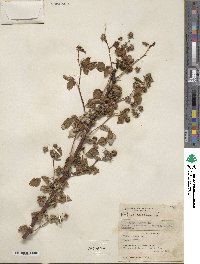 Rubus idaeus image