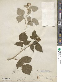 Rubus idaeus image