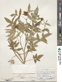 Rubus illecebrosus image