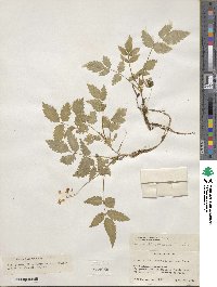 Rubus illecebrosus image