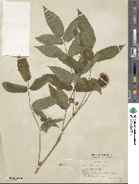 Rubus illecebrosus image