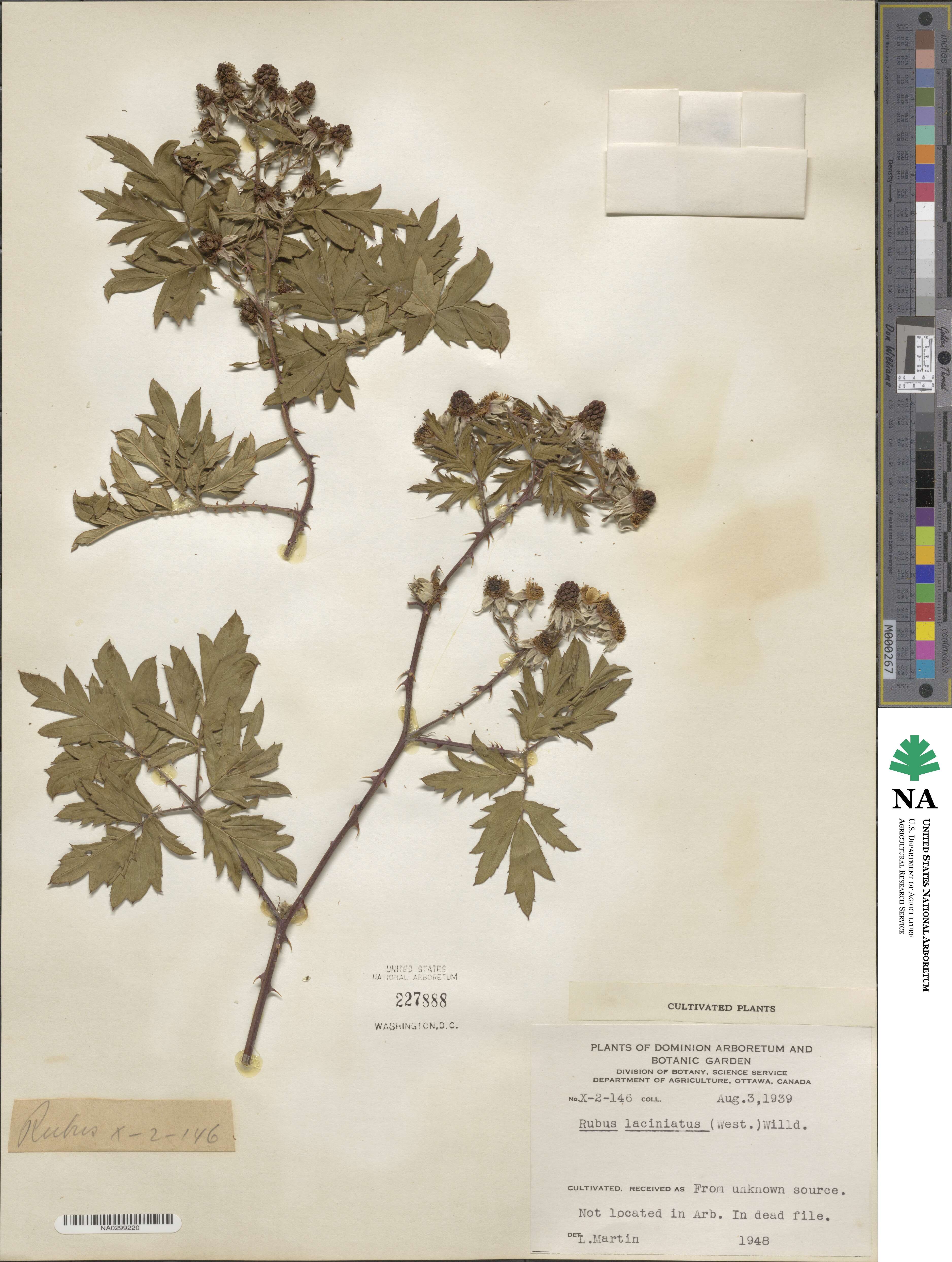 Rubus laciniatus image