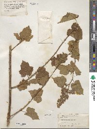 Rubus lambertianus image