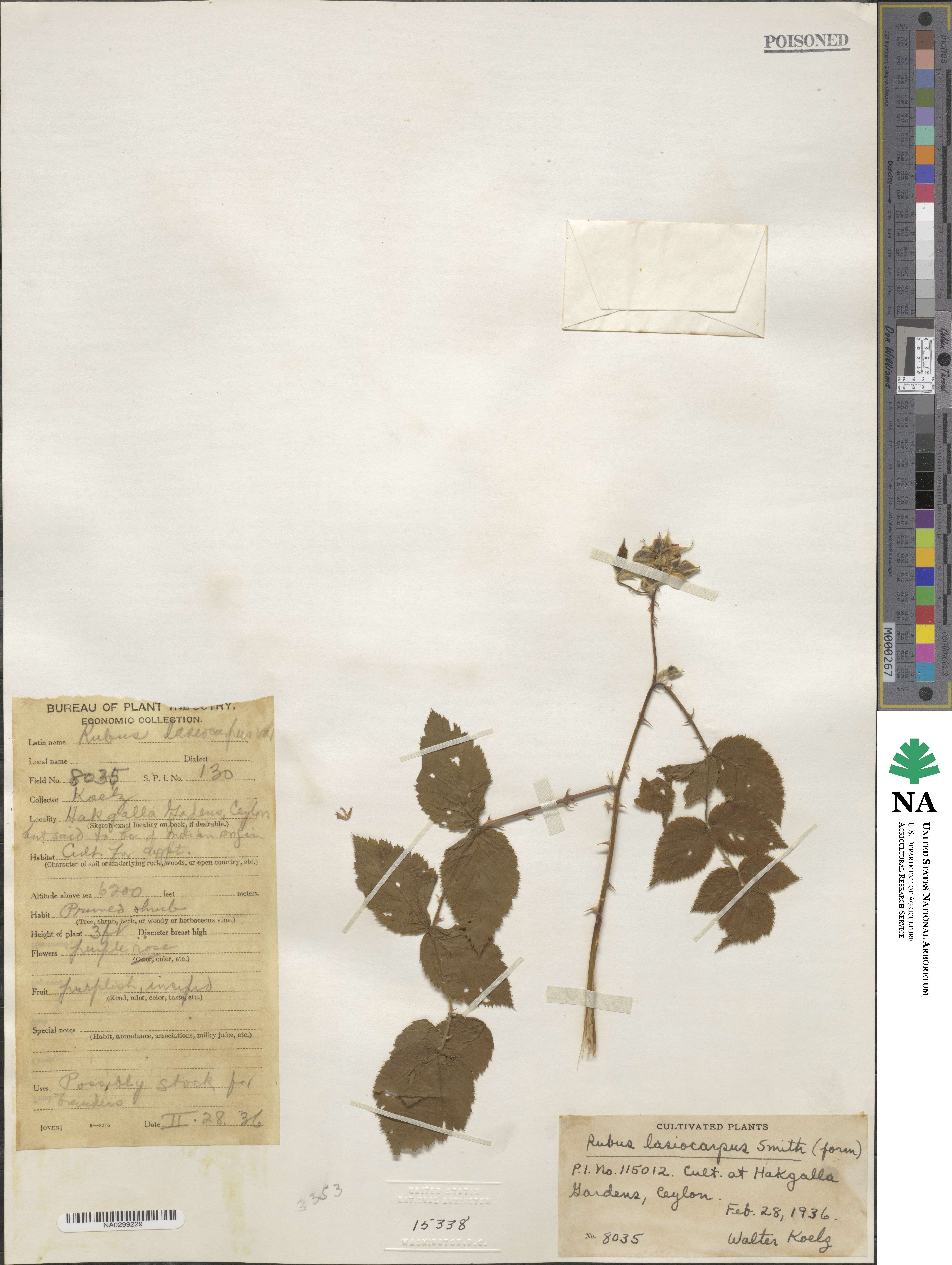 Rubus lasiocarpus image