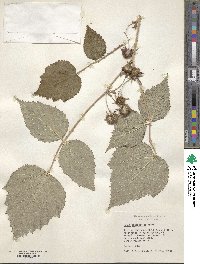 Rubus lasiostylus image