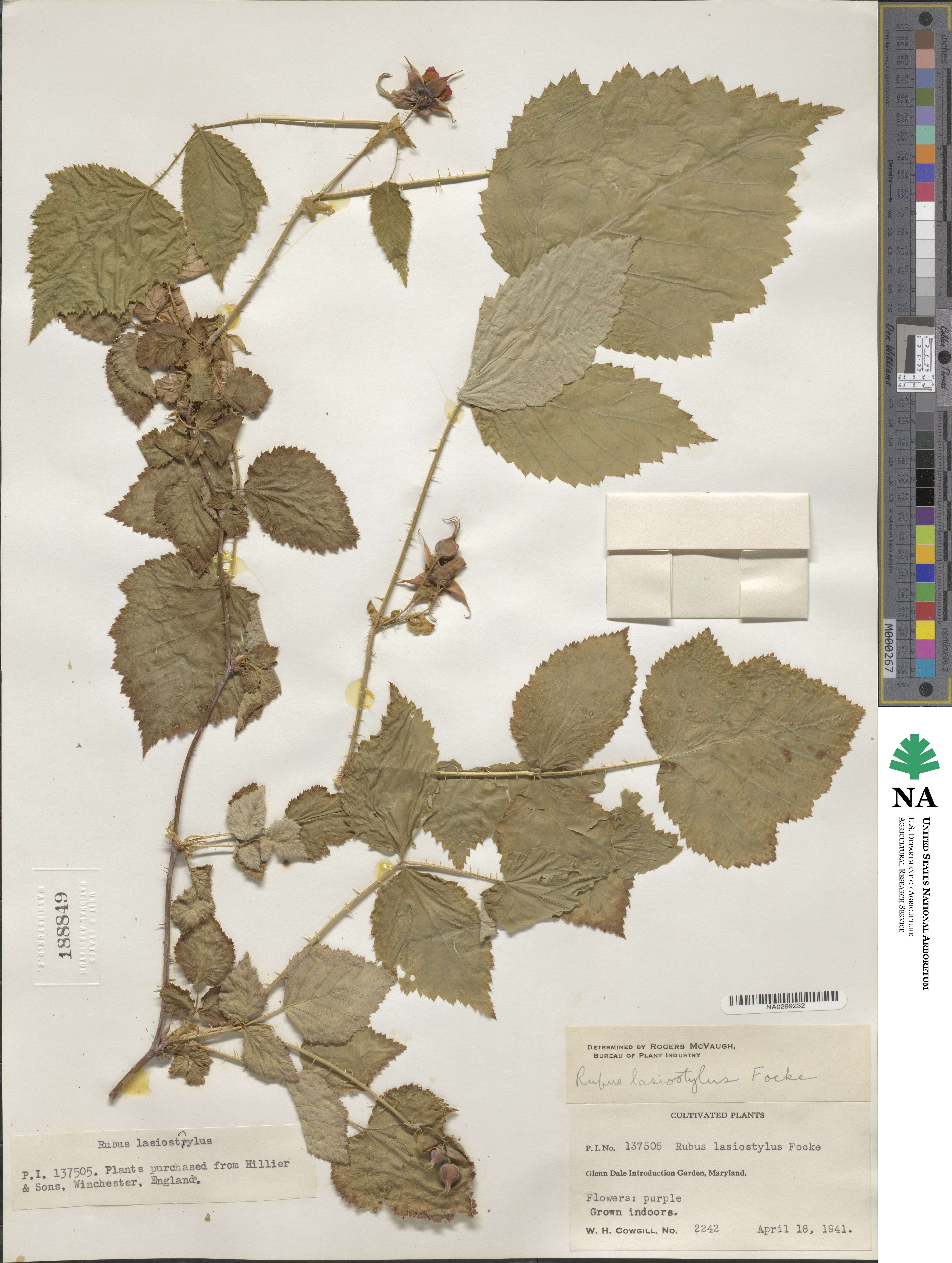 Rubus lasiostylus image