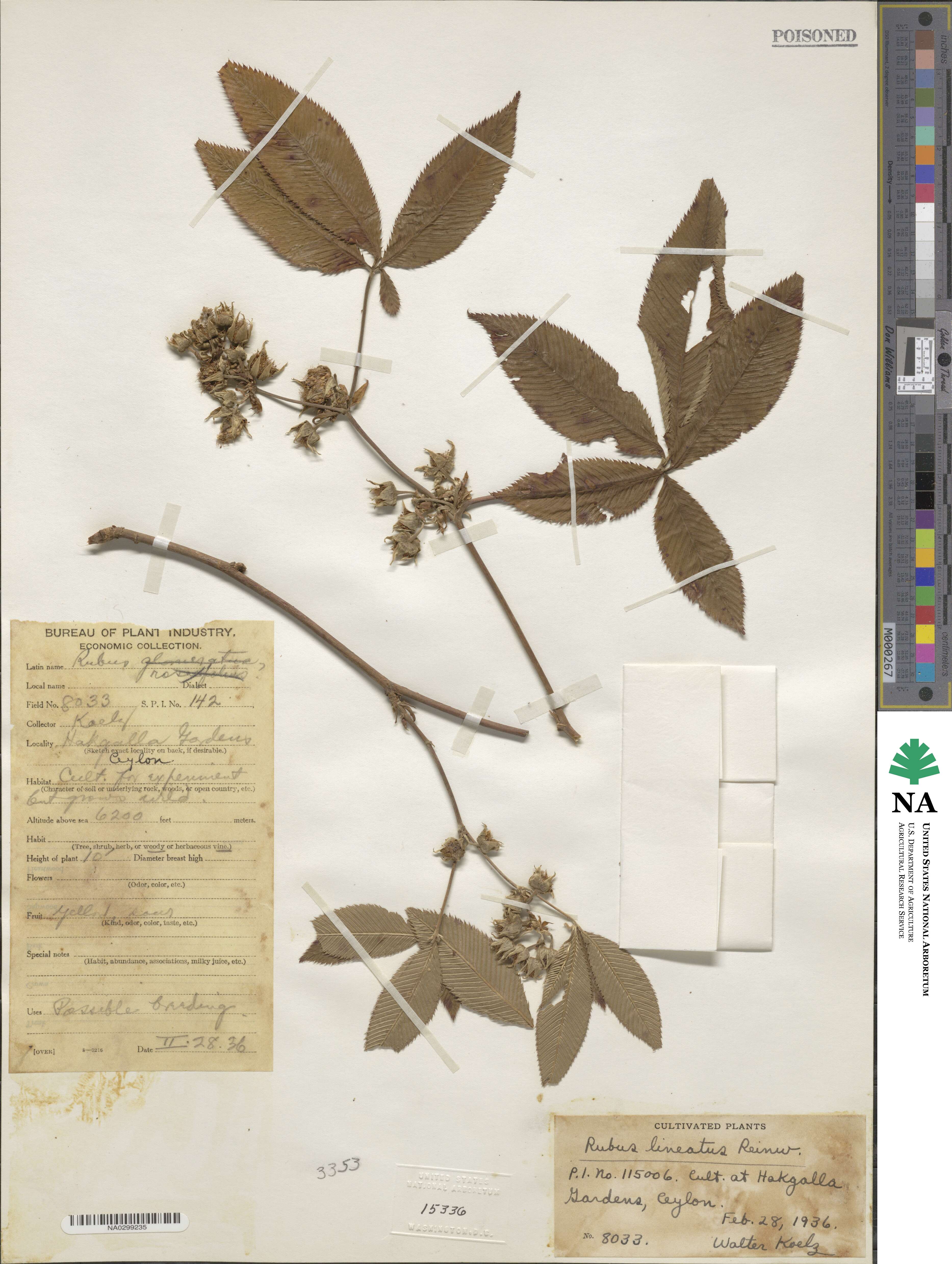 Rubus lineatus image