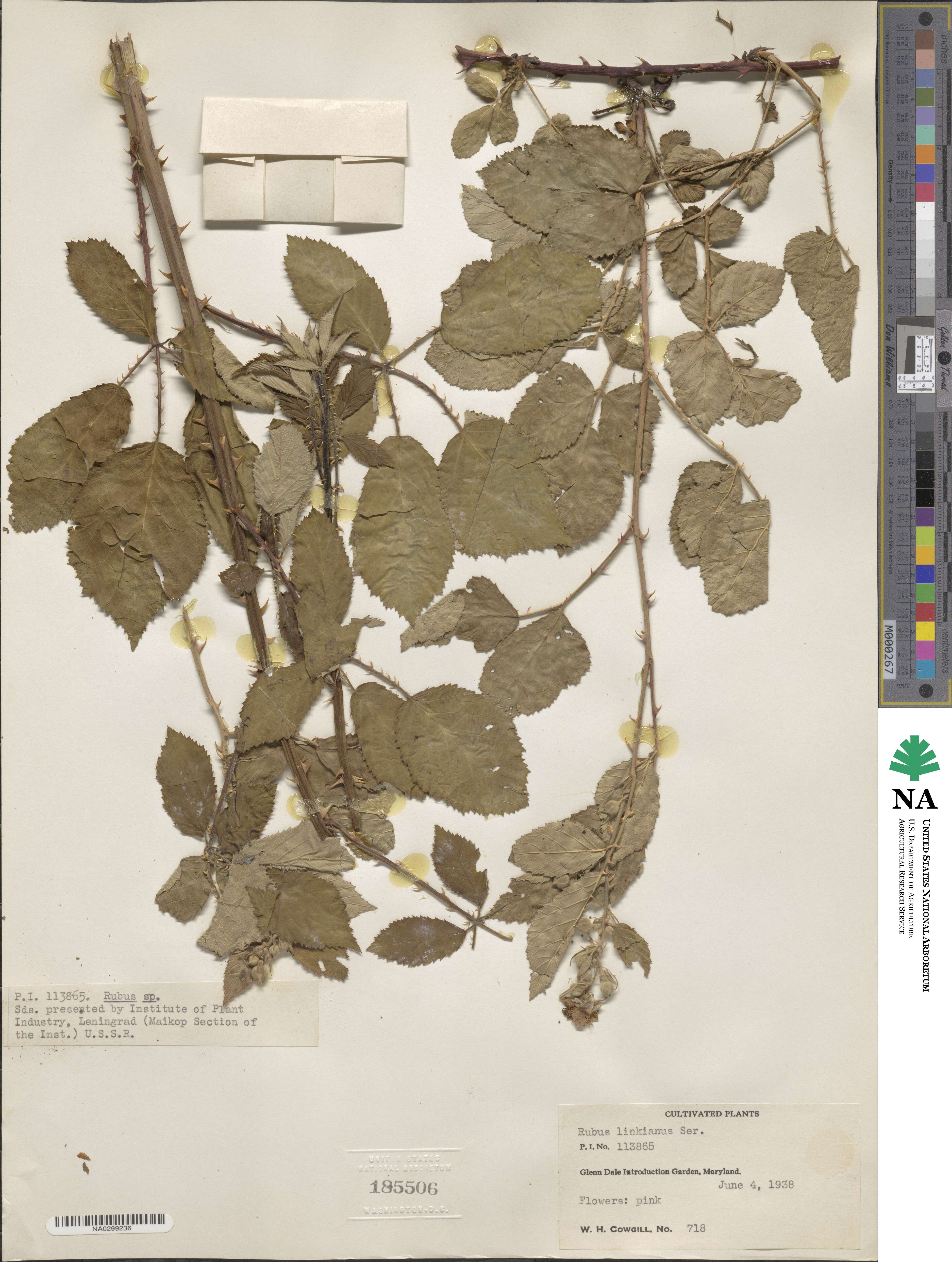 Rubus linkianus image