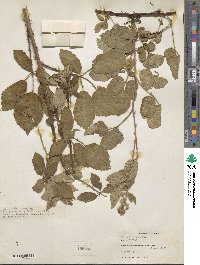 Rubus linkianus image