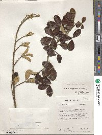 Rubus megacarpus image