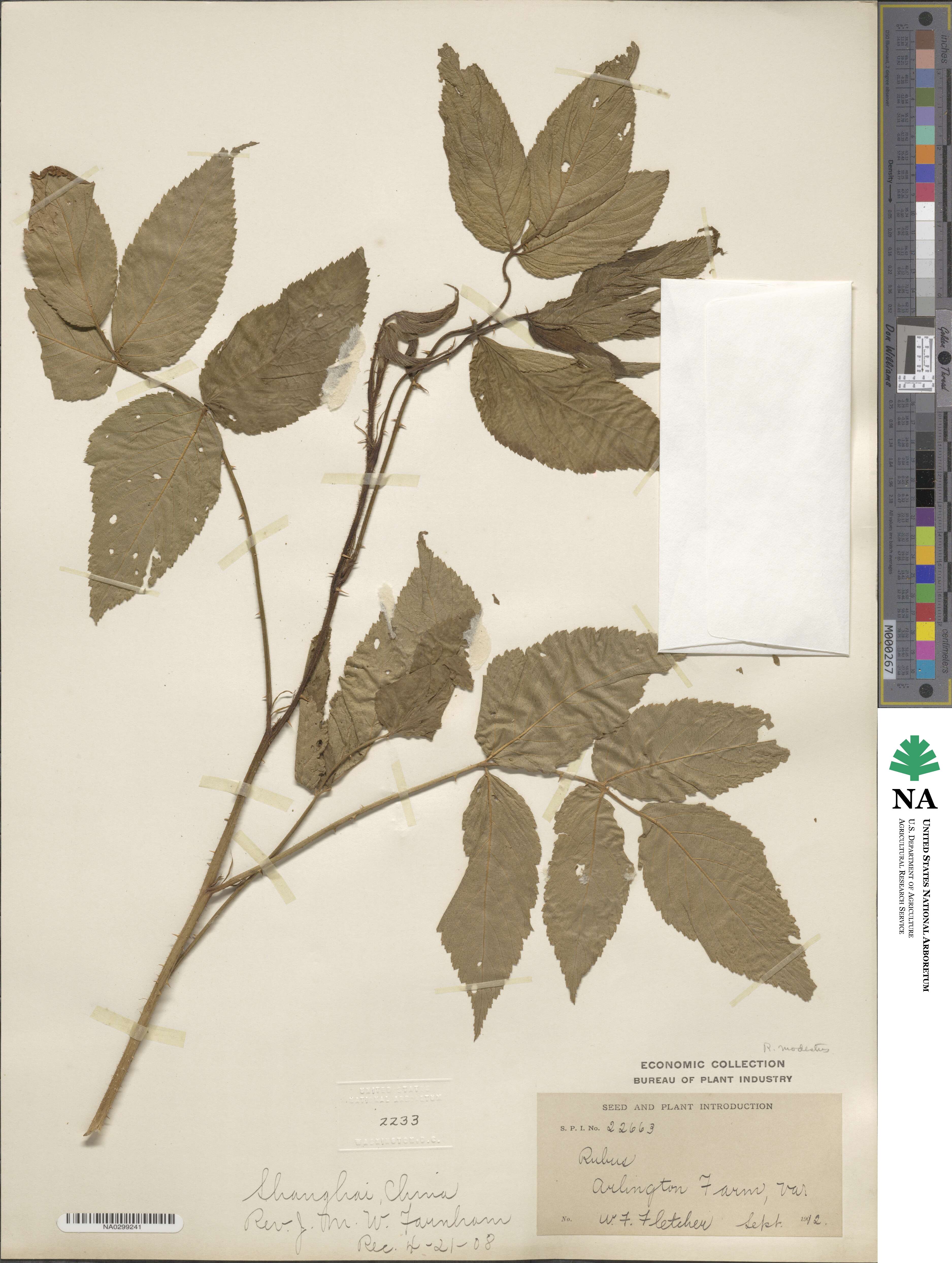 Rubus pentagonus image