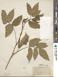 Rubus pentagonus var. modestus image