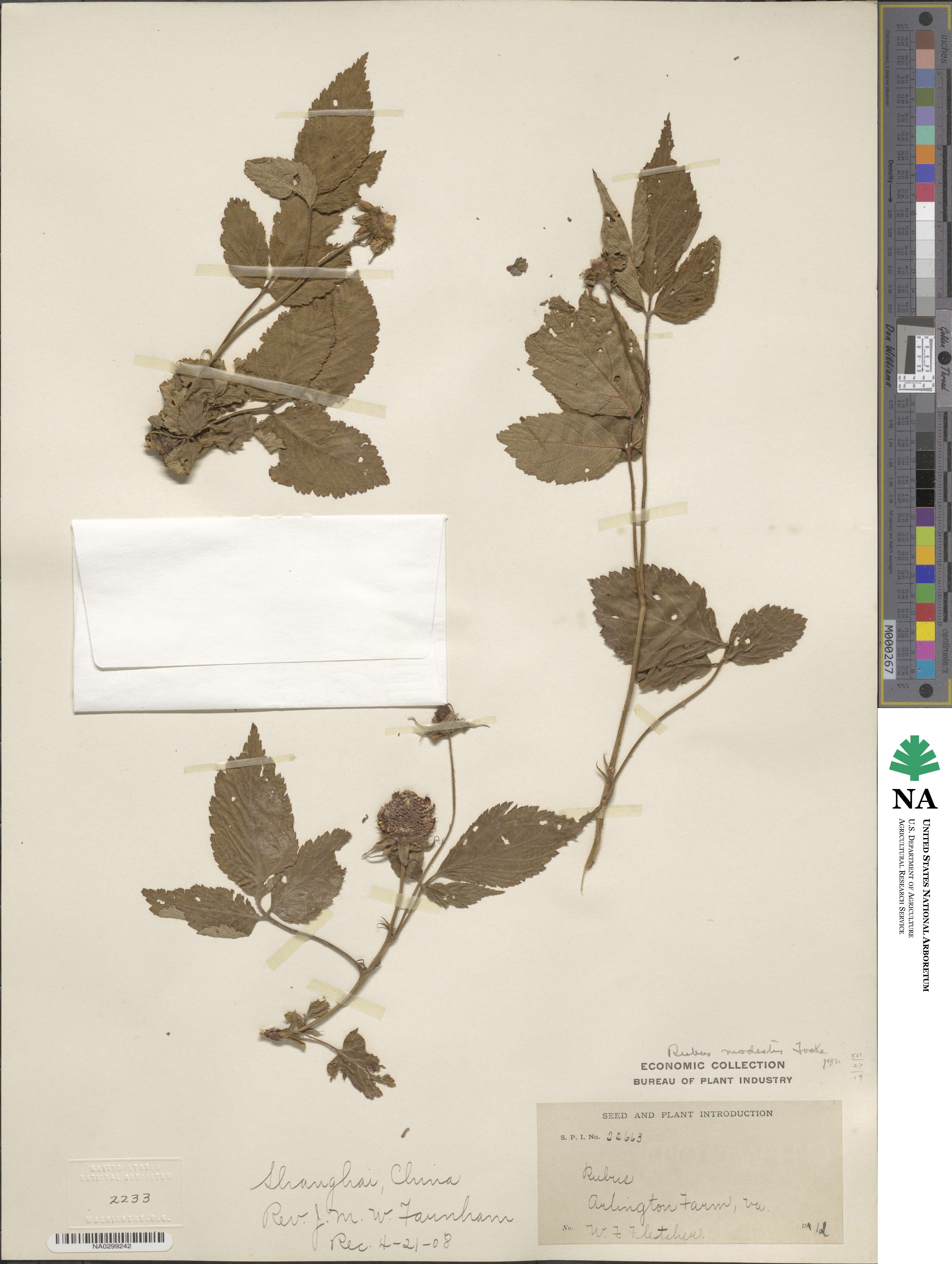 Rubus pentagonus var. modestus image