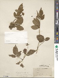 Rubus pentagonus var. modestus image