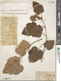 Rubus moluccanus image