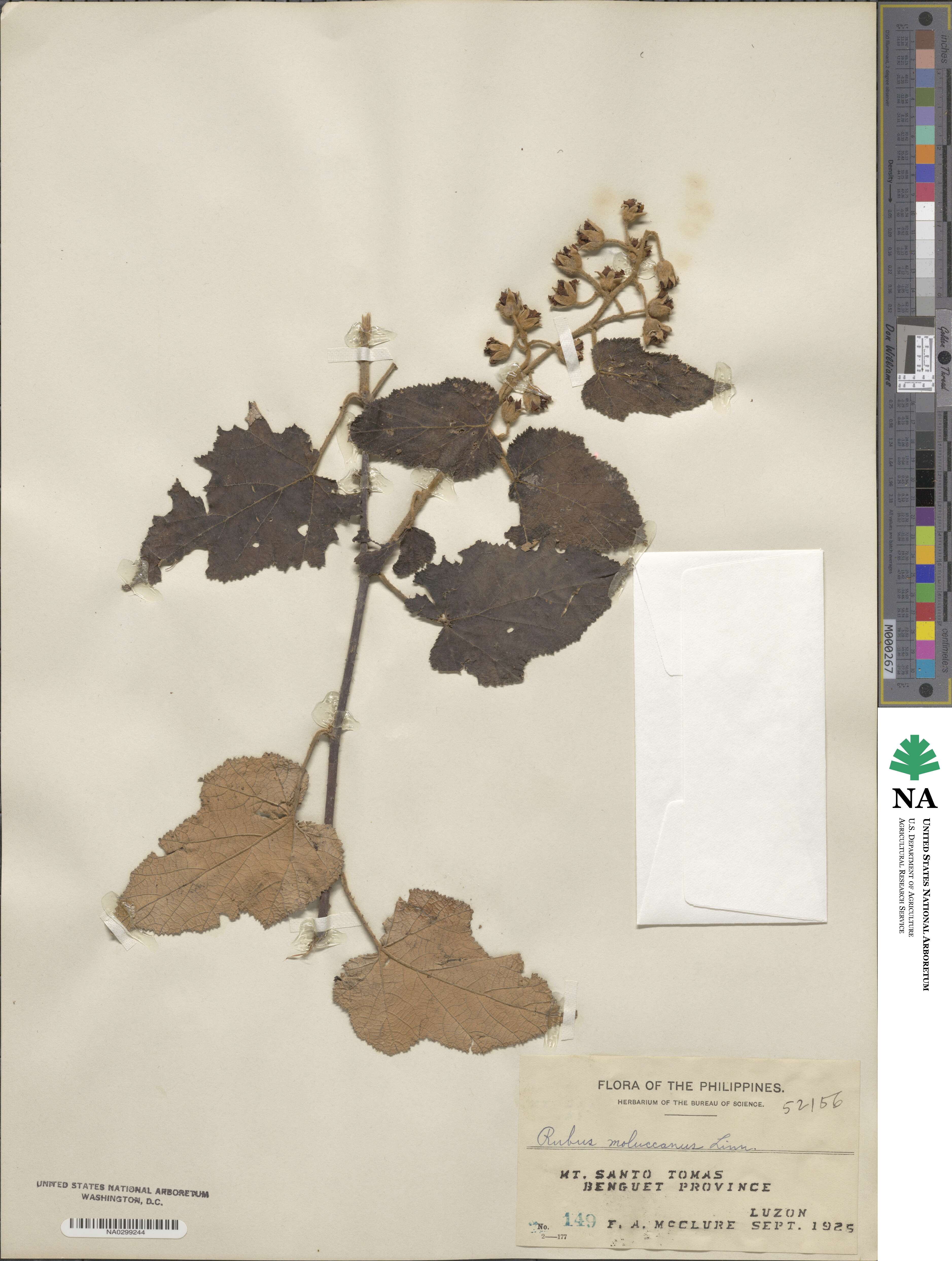 Rubus moluccanus image