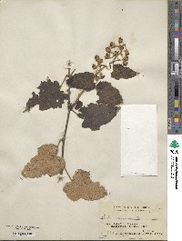 Rubus moluccanus image