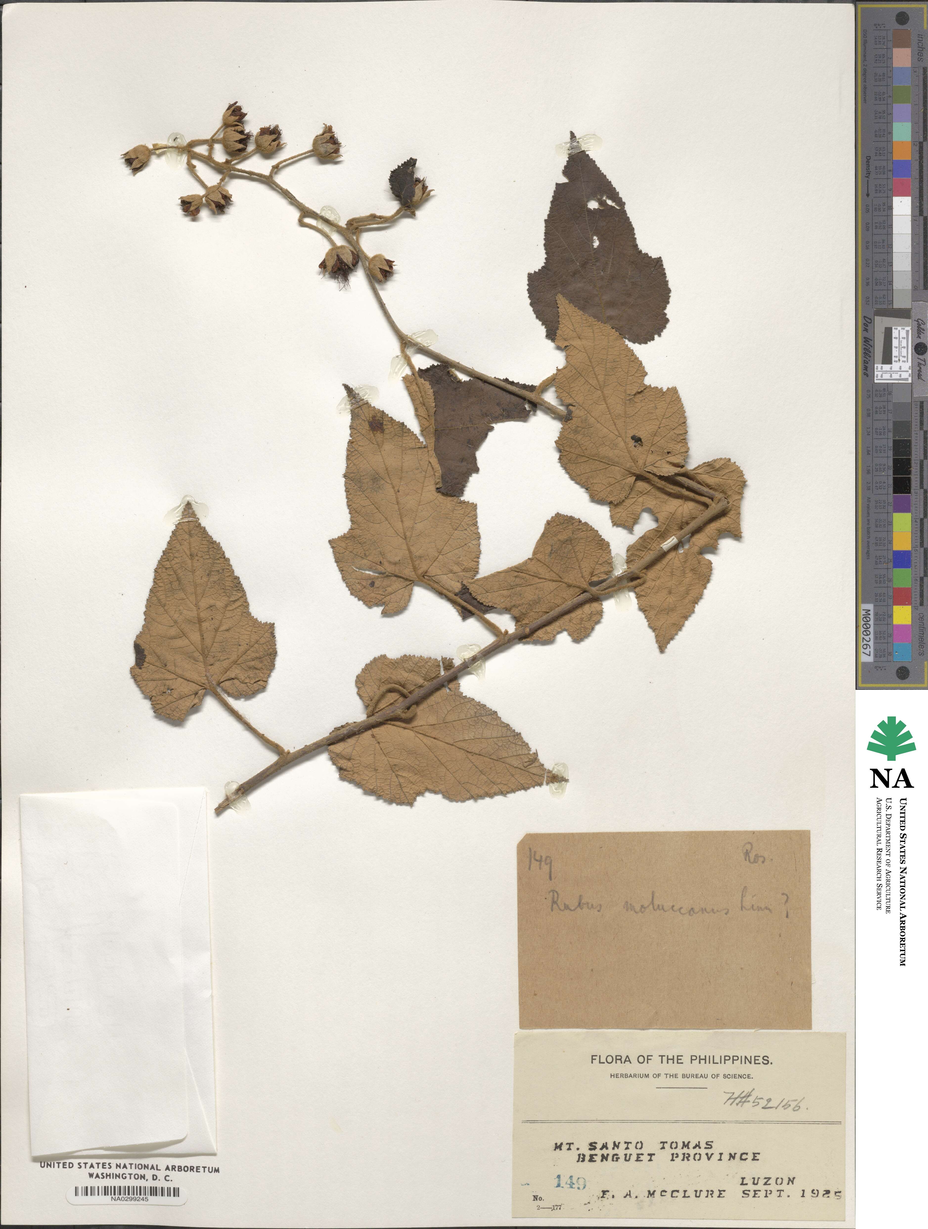 Rubus moluccanus image