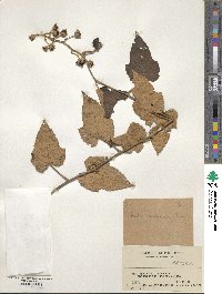 Rubus moluccanus image