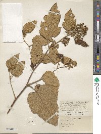 Rubus moluccanus image