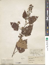 Rubus moluccanus image