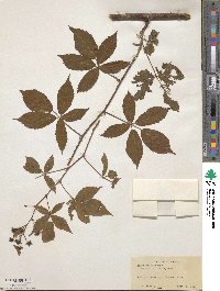 Rubus multiformis image