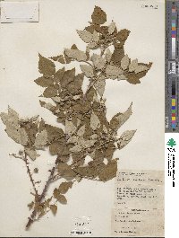 Rubus niveus image