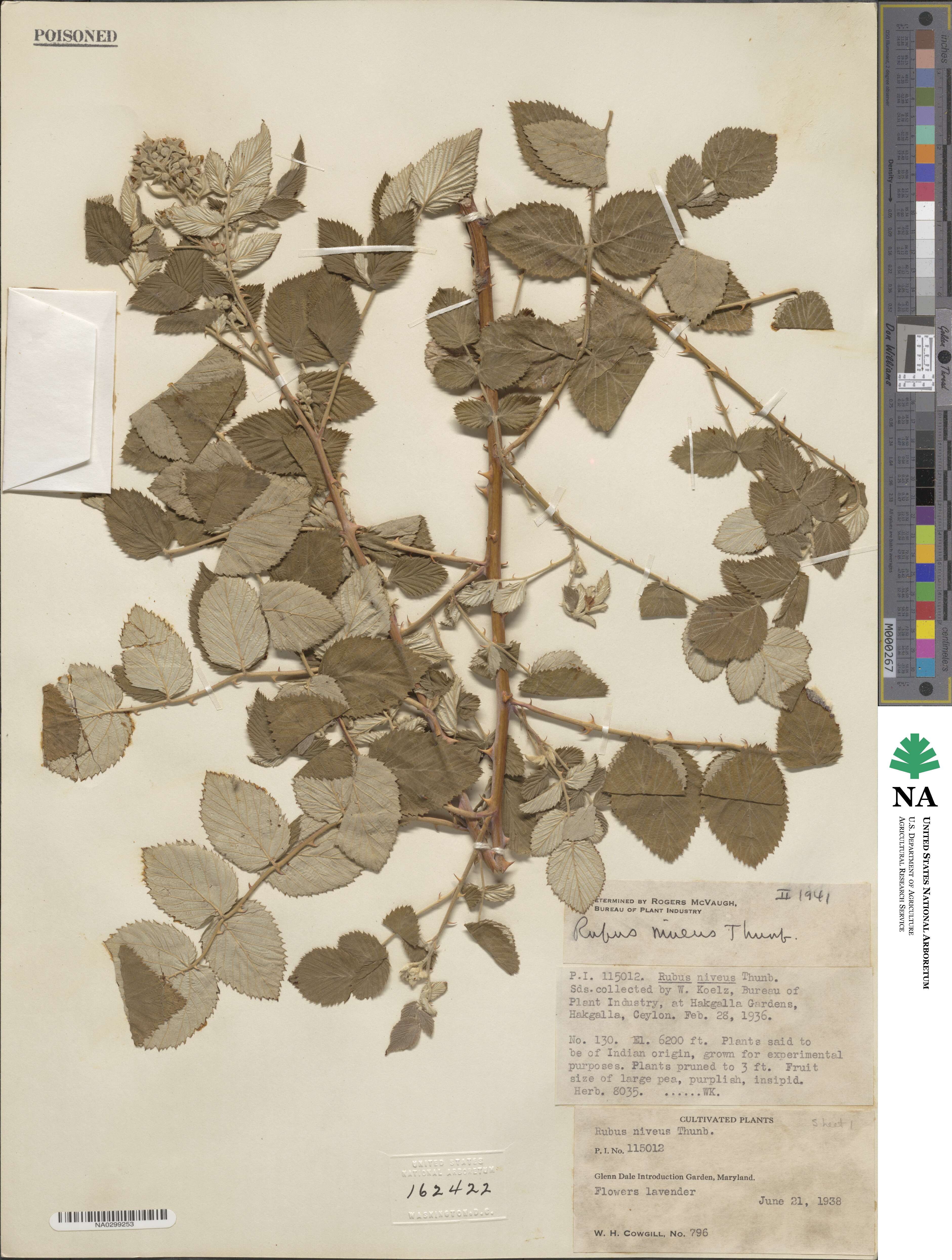 Rubus niveus image