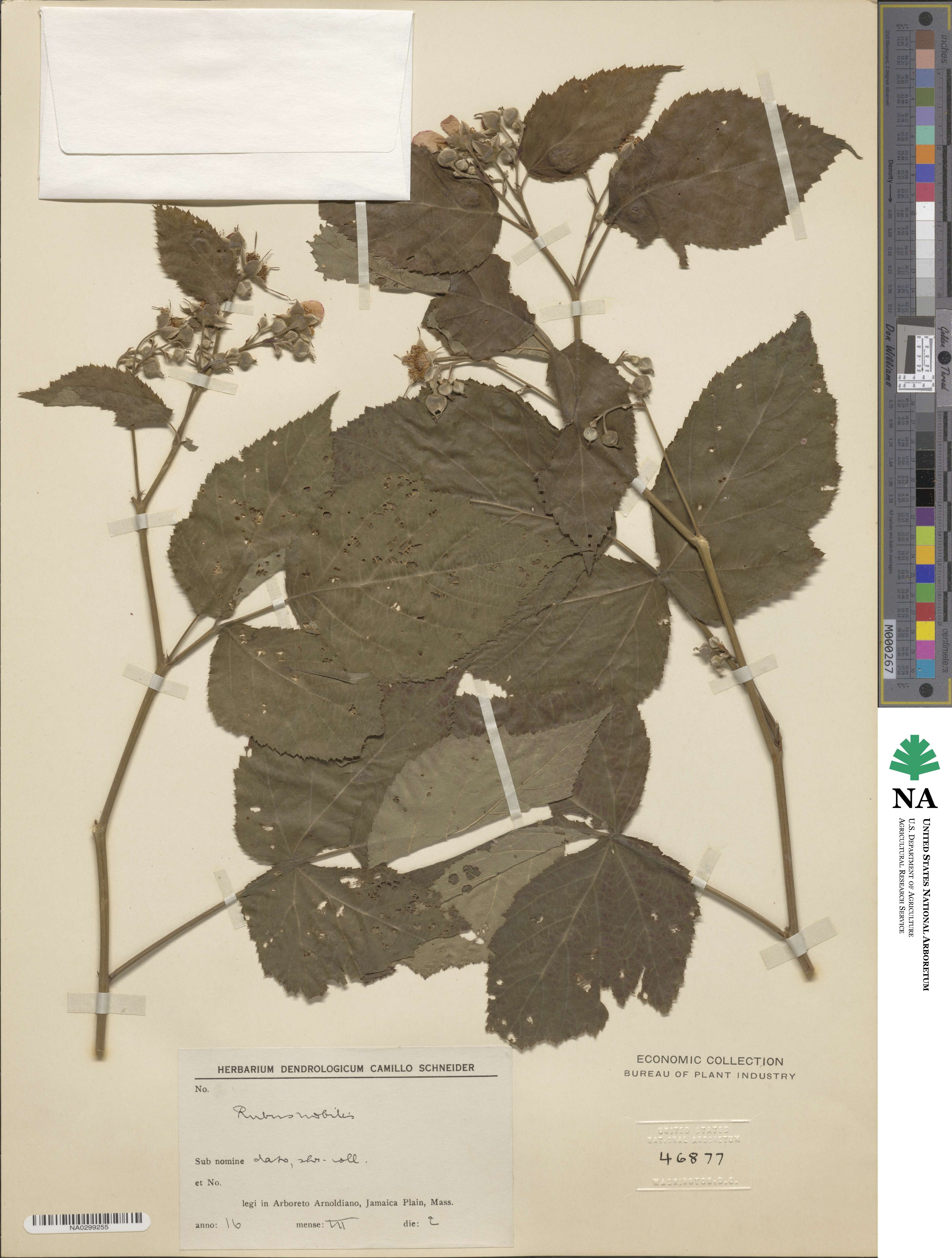 Rubus nobilis image