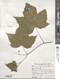 Rubus odoratus image