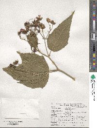 Rubus odoratus image