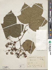 Rubus odoratus image