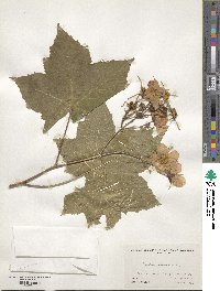 Rubus odoratus image