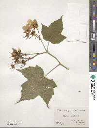 Rubus odoratus image