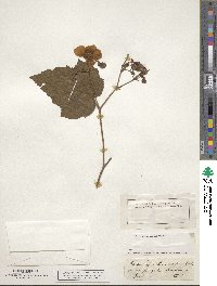 Rubus odoratus image