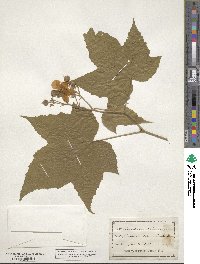 Rubus odoratus image