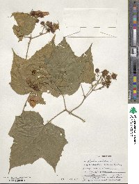 Rubus odoratus image