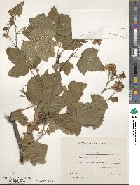 Rubus odoratus image