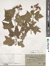 Rubus odoratus image