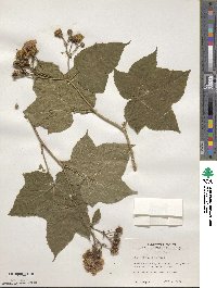 Rubus odoratus image