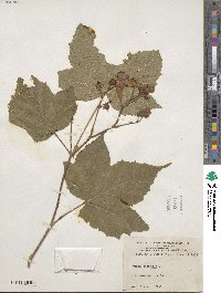 Rubus odoratus image